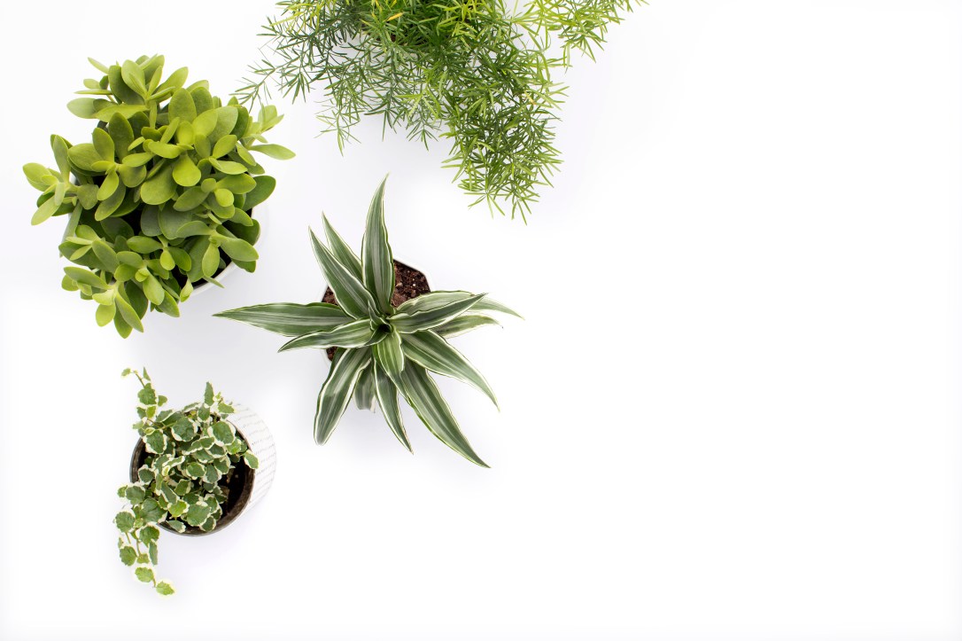 Free Styled Stock Images_SC Stockshop_06