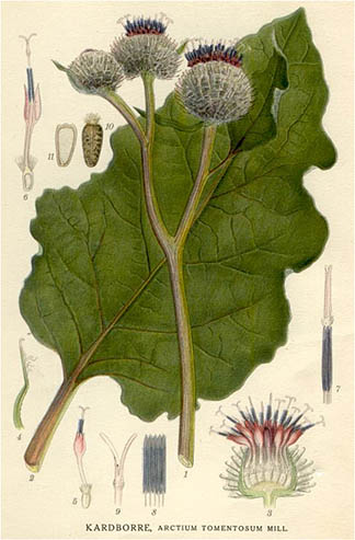Burdock-Ilustration-Public-Domain-Large